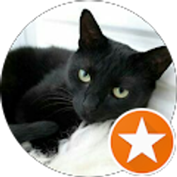 Profile photo of dragon ravenss