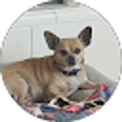 Profile photo of Ariana Carrigan