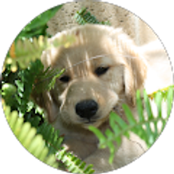 Profile photo of Krista Gallio