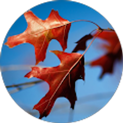 Profile photo of maddy marquetant