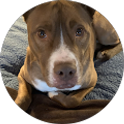 Profile photo of Matt Nelson