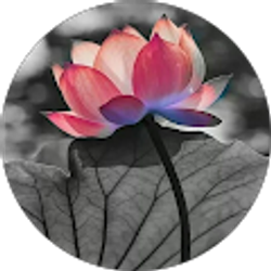 Profile photo of Ja'Net Christmas