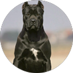 Profile photo of A White