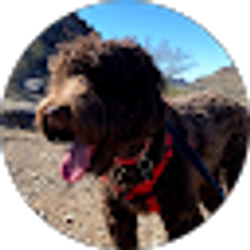 Profile photo of Shaya Shams