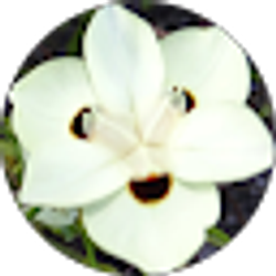 Profile photo of Reina Chymbor