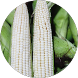 Profile photo of César Alberto