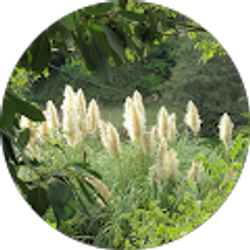 Profile photo of Sarale Aboud