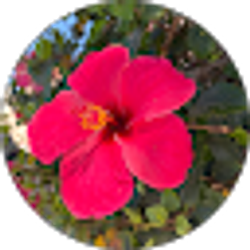 Profile photo of Yessenia Urrutia