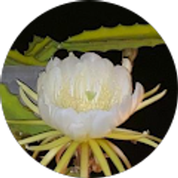 Profile photo of Brittany Makino