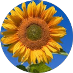 Profile photo of Cheri Stein