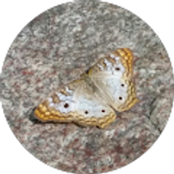 Profile photo of Adriana Castaneda