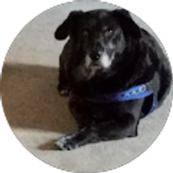 Profile photo of Rene Johnson