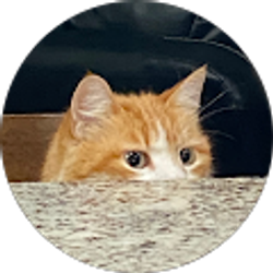 Profile photo of Brandon Balfour