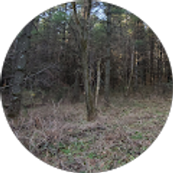 Profile photo of King Kong