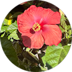 Profile photo of Yocelin