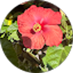 Profile photo of Yocelin