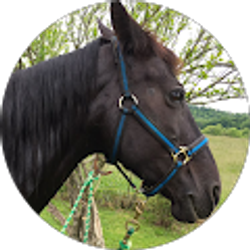 Profile photo of Katlyn Wheatley