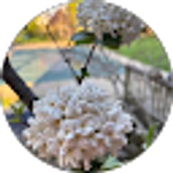 Profile photo of Robin Nelson