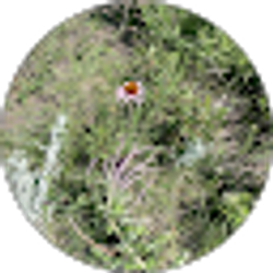 Profile photo of Sophia Boss