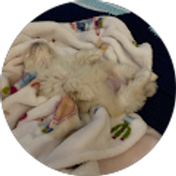 Profile photo of Yasmin Cerecedo