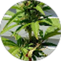 Profile photo of Kandace Harris