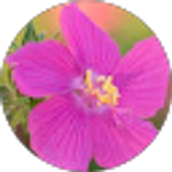 Profile photo of Jenny Martin