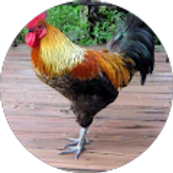 Profile photo of Craig M