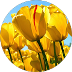 Profile photo of MS MARIA