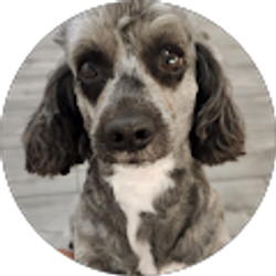 Profile photo of Elvis