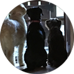 Profile photo of dennis