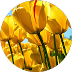 Profile photo of Yingzi Chang