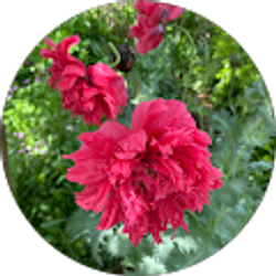 Profile photo of Sylvia Leake