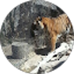 Profile photo of Devon Dischiavo