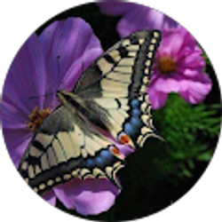 Profile photo of Robin Purnell