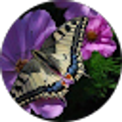 Profile photo of Robin Purnell