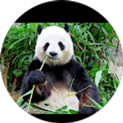 Profile photo of Ulugbek Rahmonov