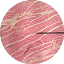 Profile photo of Tony Bernal