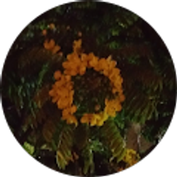 Profile photo of Shannon Womack