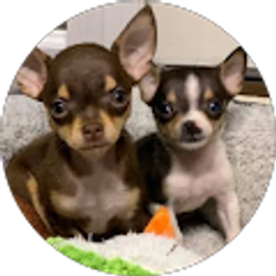 Profile photo of Shari Tullier