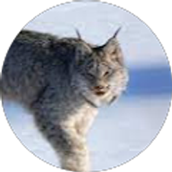 Profile photo of Snowcat65