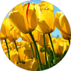 Profile photo of Amber Copeland