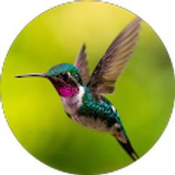 Profile photo of N. S.