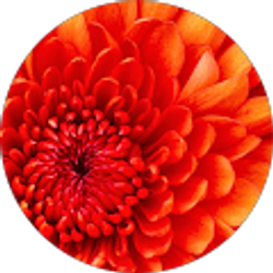 Profile photo of Surendra Ramanapudi