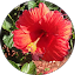 Profile photo of Winafred Sanderson