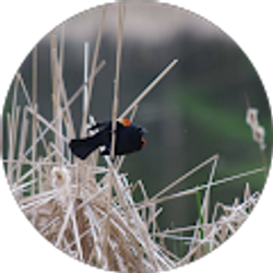 Profile photo of Hana Peterson