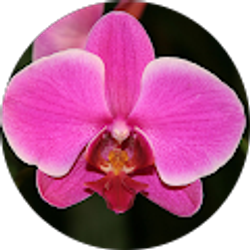 Profile photo of Edit Aleman
