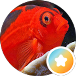 Profile photo of Chris S.