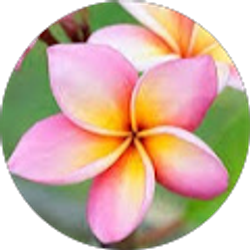 Profile photo of Lori Villanueva