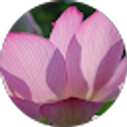 Profile photo of DiDi Z