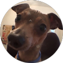 Profile photo of Tehya Roy